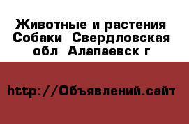 Животные и растения Собаки. Свердловская обл.,Алапаевск г.